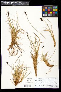 Carex lugens image