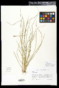Image of Carex lutea