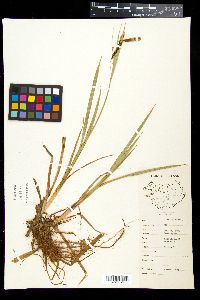 Carex lyngbyei image