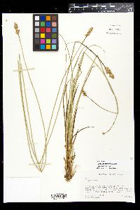 Carex muehlenbergii var. muehlenbergii image