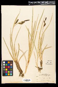 Carex nebrascensis image