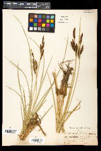 Carex nebrascensis image