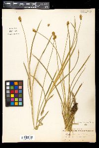 Carex nervina image