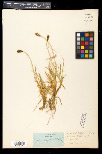 Carex nigricans image