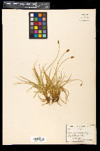 Carex nigricans image