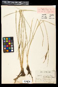 Carex nigra subsp. nigra image