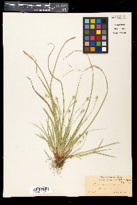 Carex nigromarginata image