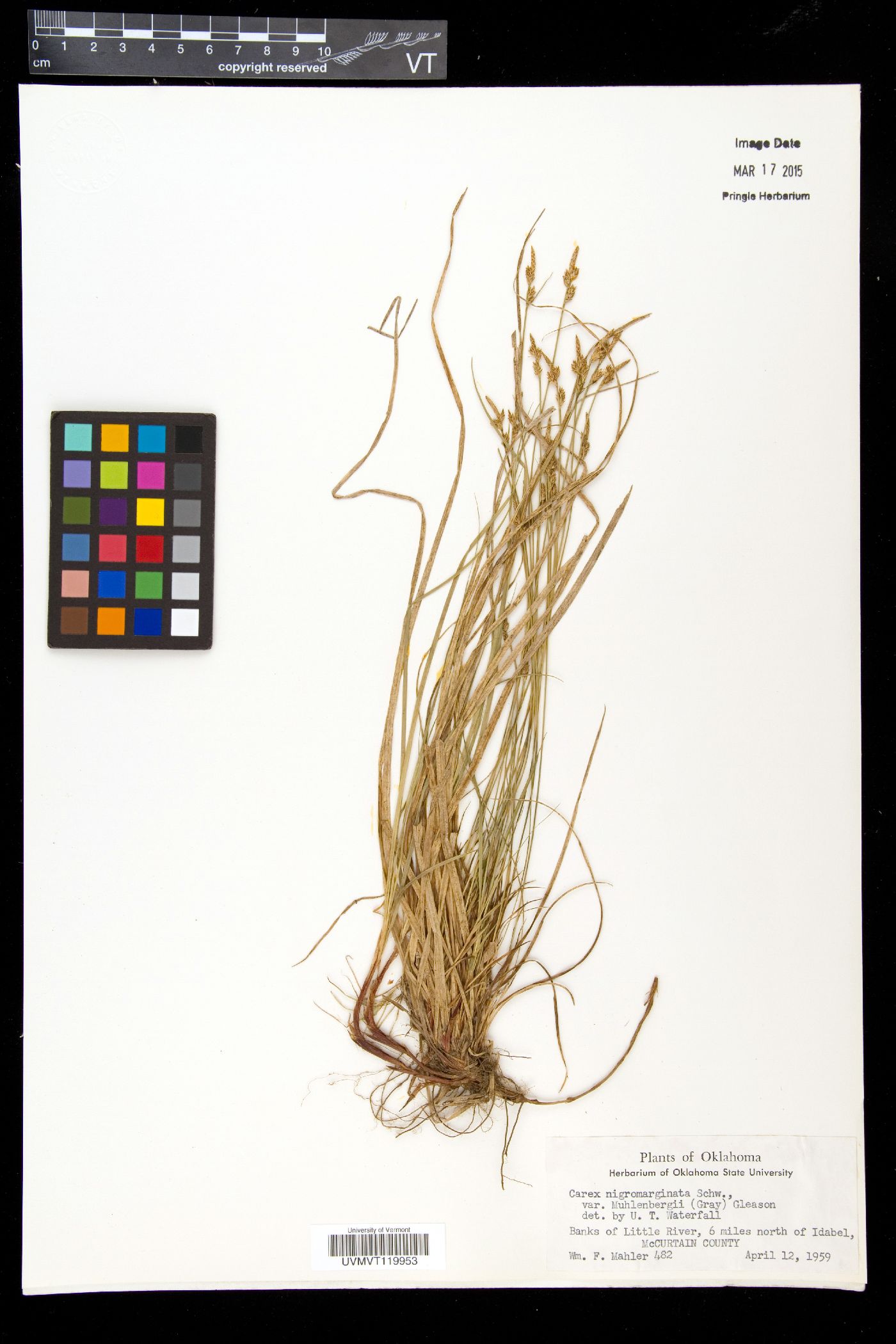 Carex nigromarginata var. muehlenbergii image