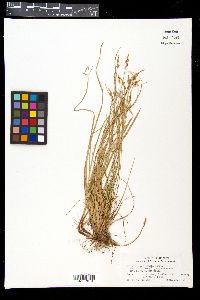 Carex nigromarginata var. muehlenbergii image