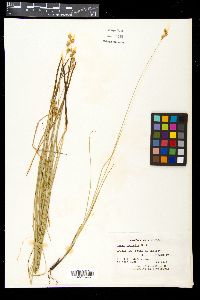 Carex normalis image