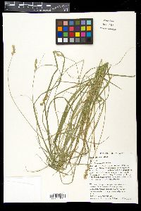 Carex normalis image