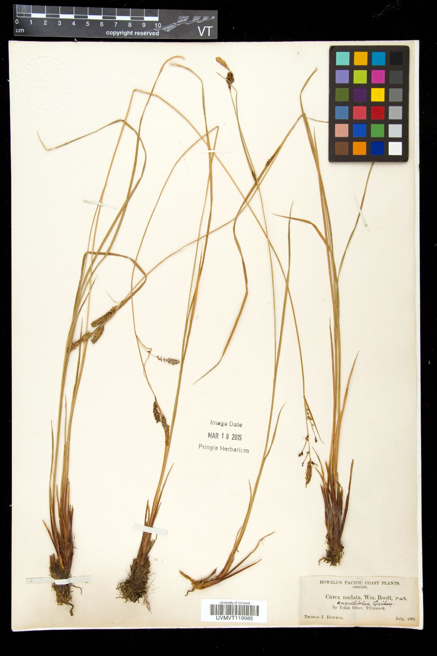 Carex nudata image