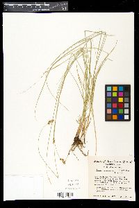 Carex occidentalis image