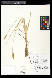 Carex oklahomensis image