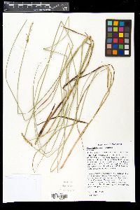 Carex oklahomensis image