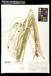 Carex oligosperma image