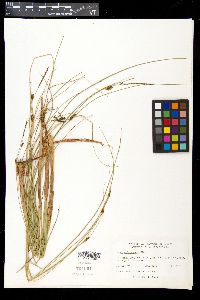 Carex oligosperma image