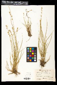 Carex ormantha image