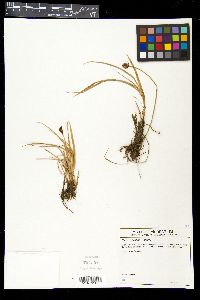 Carex orizabae image