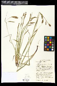 Carex oxylepis image