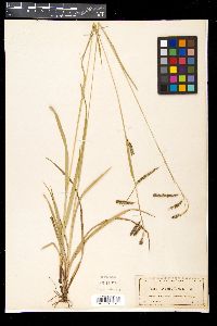 Carex oxylepis image