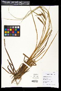 Carex paleacea image