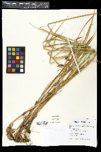 Carex paleacea image