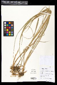 Carex paleacea image