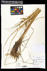 Carex paleacea image