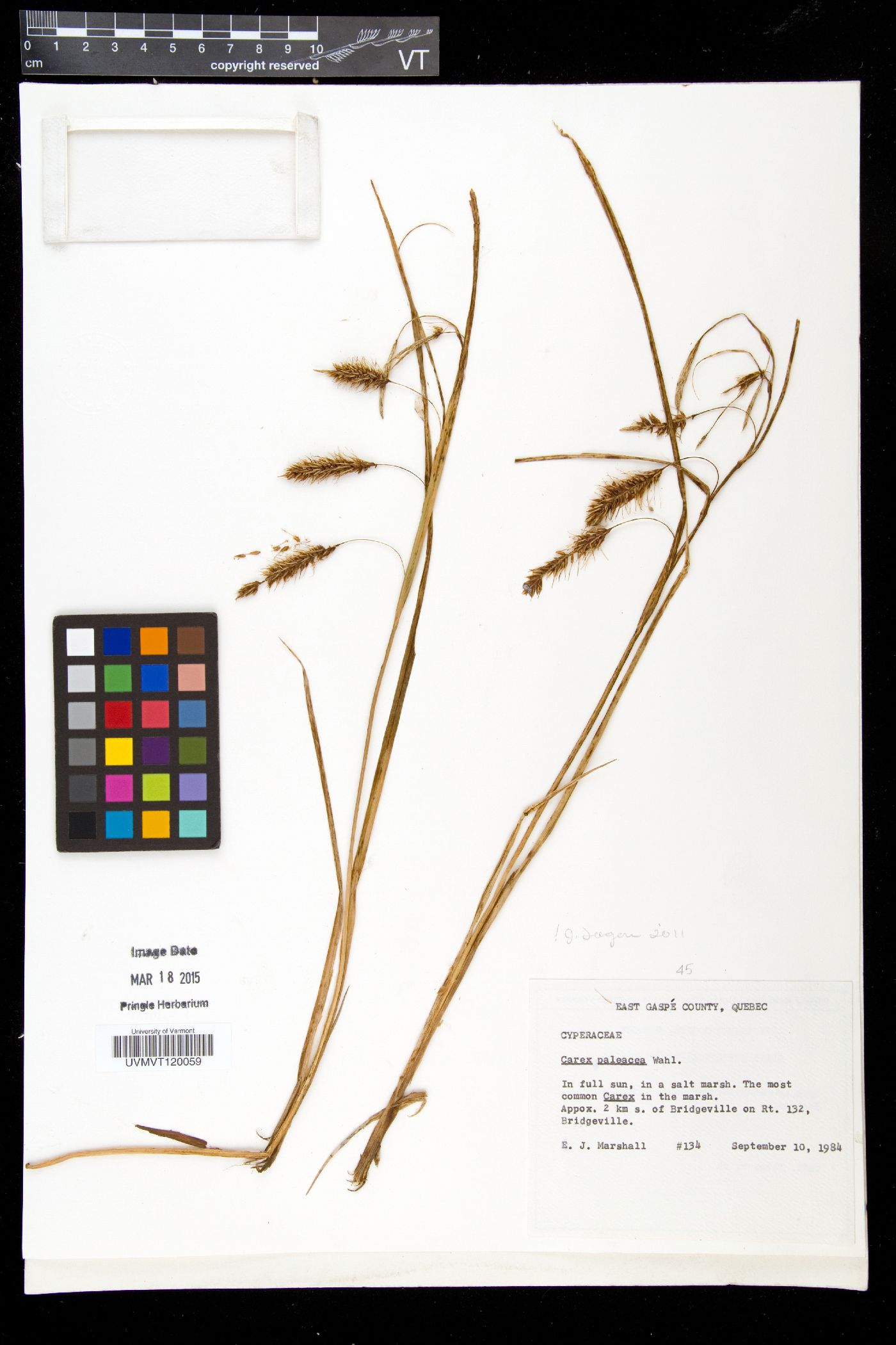 Carex paleacea var. transatlantica image