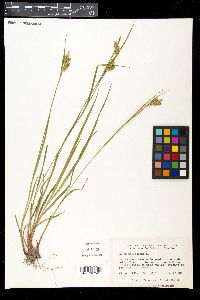 Carex pallescens image