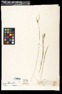 Carex pallescens image