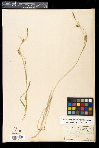 Carex panicea image