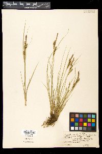 Carex kelloggii image