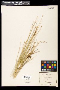 Carex pauciflora image