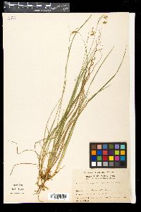 Carex paupercula image