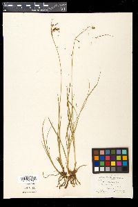 Carex magellanica image