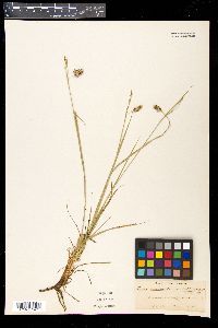 Carex paupercula var. pallens image