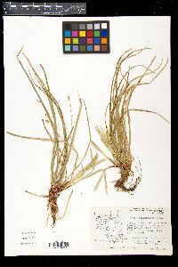 Carex pedunculata image