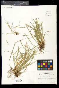 Carex pedunculata image