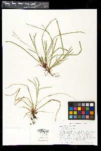 Carex pedunculata image