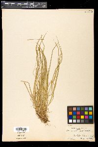 Carex peckii image