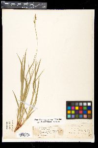 Carex varia image