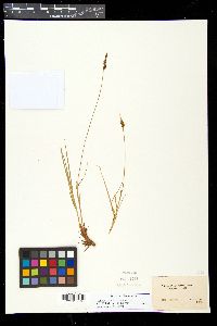 Carex pennsylvanica image