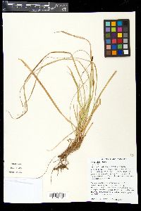 Carex picta image