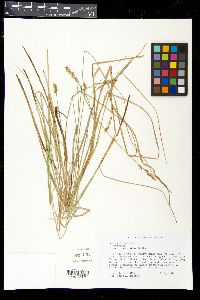 Carex prairea image