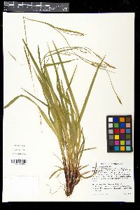 Carex purpurifera image