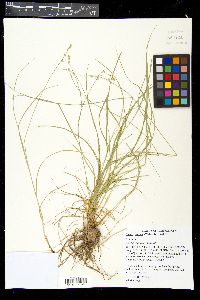 Carex radiata image