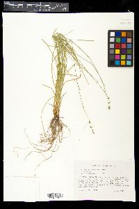 Carex radiata image