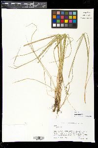 Carex seorsa image